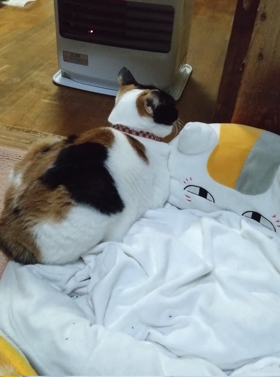 みけねこ。 (@mike_myi) / Posts / X