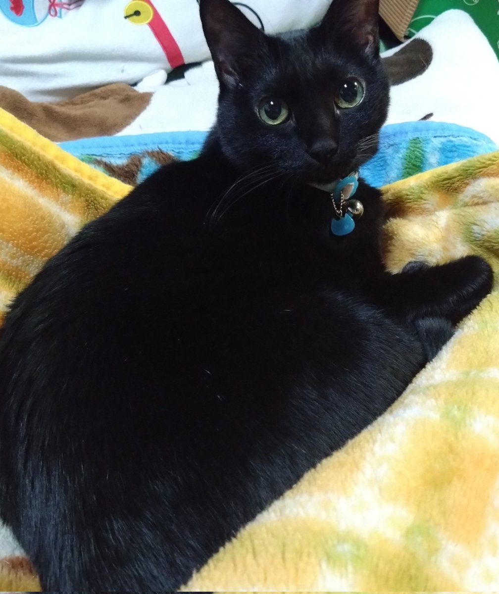 みけねこ。 (@mike_myi) / Posts / X