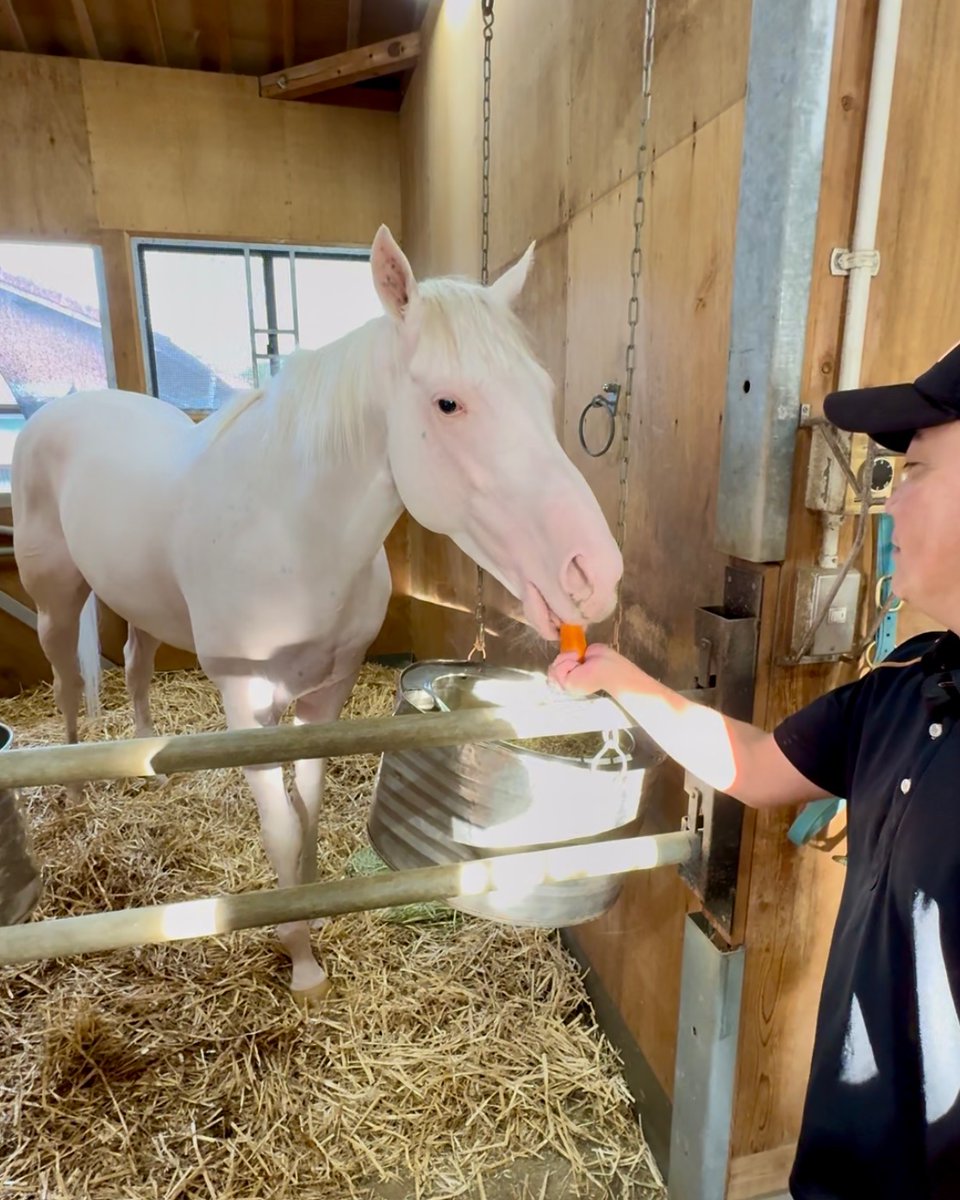 【公式】アオラキfamily tweet media