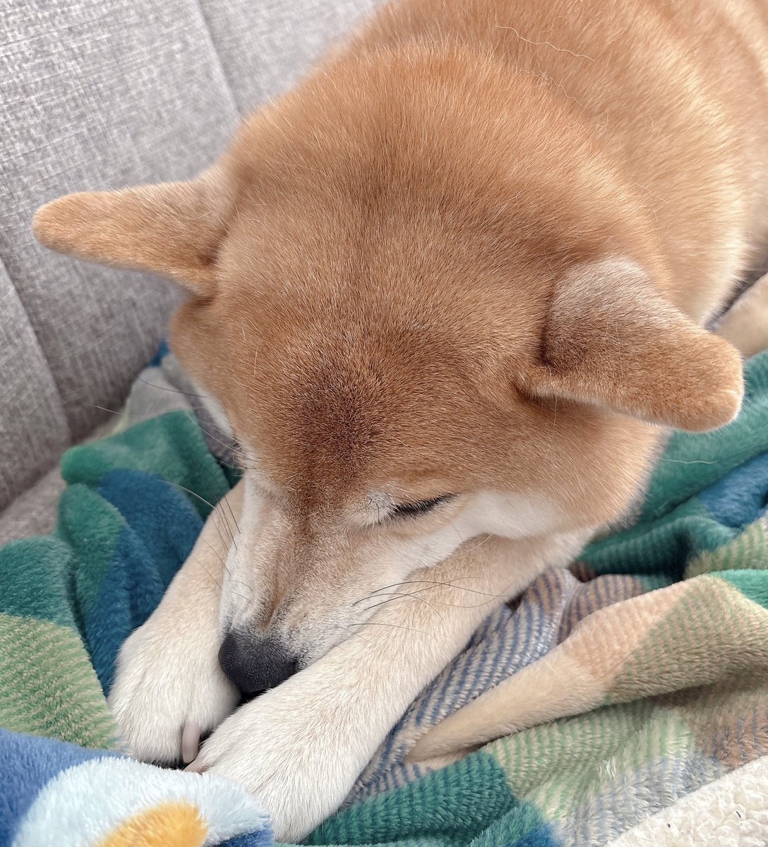 柴犬むぎ (@shiba_inu_mugi) / Posts / X