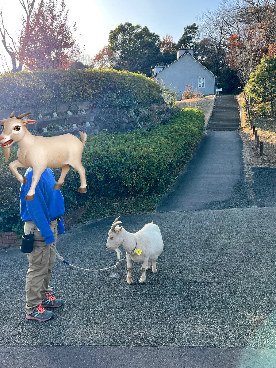 MokaTpr265's tweet image. ビアトリクス・ポター資料館に行ってきました
館内はクリスマス🎄の装飾で、
持ち手が各キャラクターのアンティークのハンドベル(呼び鈴)
今年逝去されたピーターラビット関連の研究者、吉田新一先生、ジュディ・テイラーさんの書籍
古いパズルが展示されてされてました
#ピーターラビット