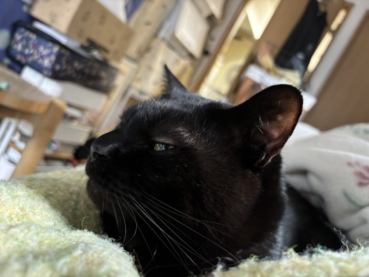 日曜日の黒猫🐈‍⬛ 6.64 やっと羽毛布団の中から出てきた！