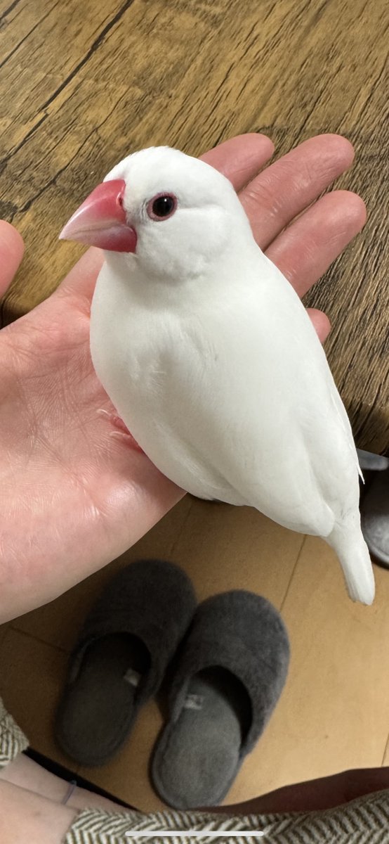 TSUBASA6077's tweet photo. 【拡散希望】
白文鳥の迷子情報です

場所：兵庫県尼崎市武庫之荘西2丁目
日時：25/12/12 11時
名前：ベル
特徴：真っ白で嘴と目の周りが赤いです、人懐っこくよく鳴きます

情報お持ちの方、下記までご連絡を
npotsubasa@tsubasa0615.org
情報拡散のご協力お願いします https://t.co/04nY1ieqh5