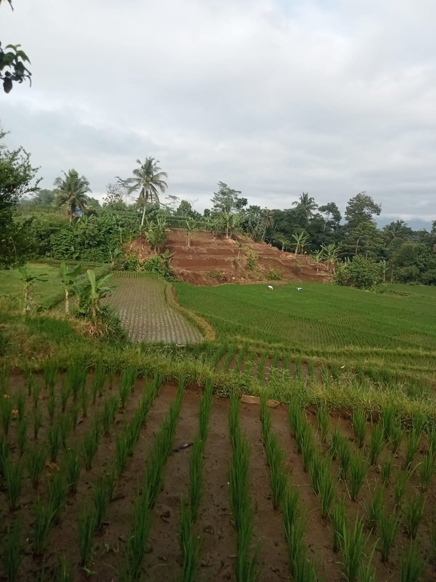mandafiyati's tweet photo. Dijual cepat sawah area Tasikmalaya 😊🙏🏻 #jualtanah #jualsawah https://t.co/Vqfto6ZFDr