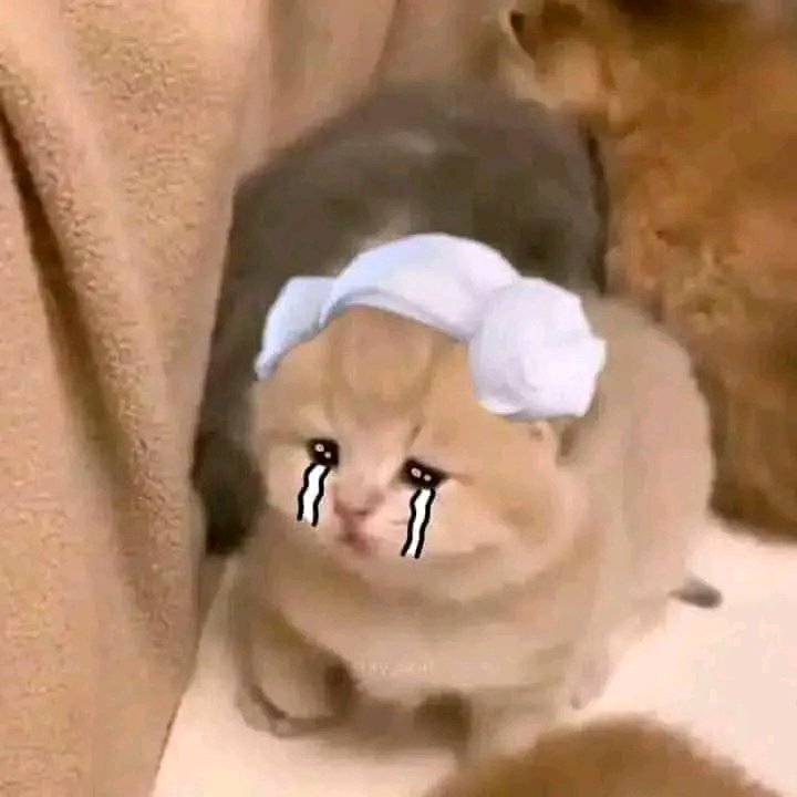 nocontextscats's tweet image. MOOD