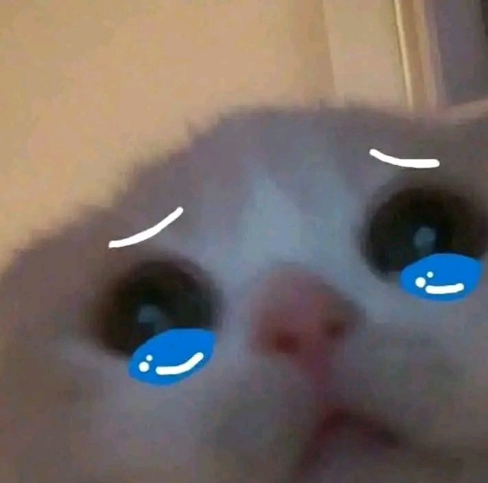 nocontextscats's tweet image. MOOD