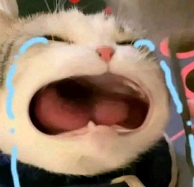 nocontextscats's tweet image. MOOD