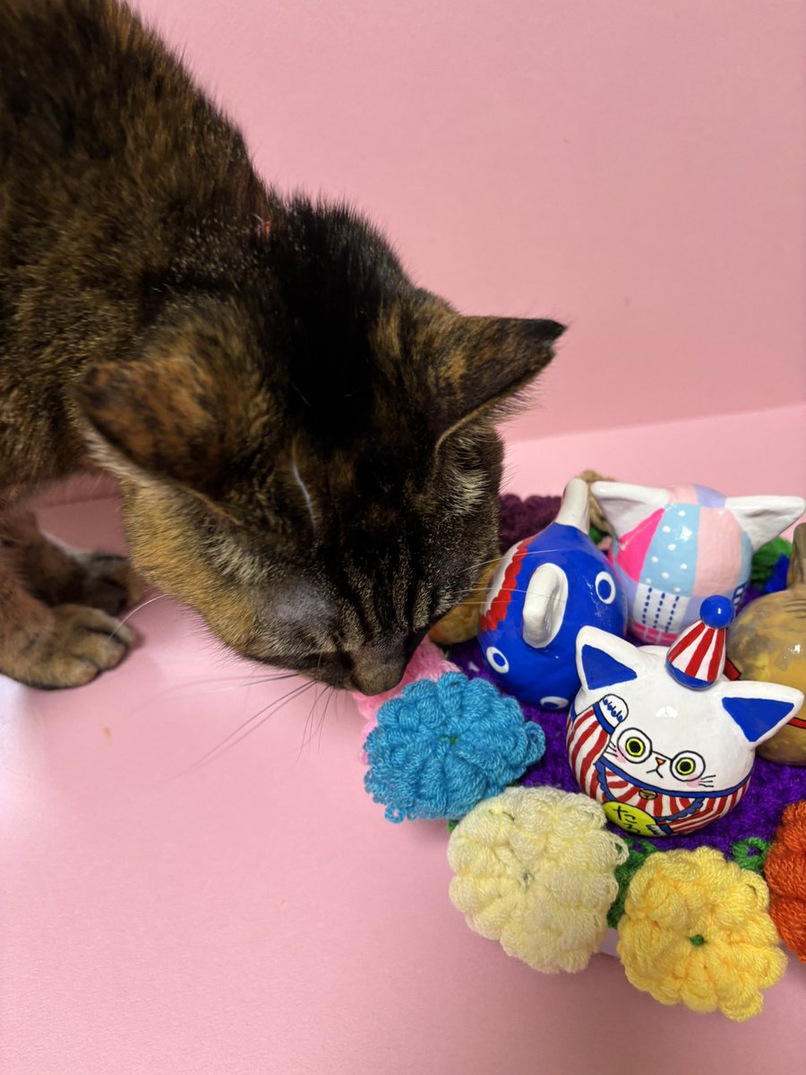 撮影中📸 あむあむやめてー😅🧶🐈💦💦💦