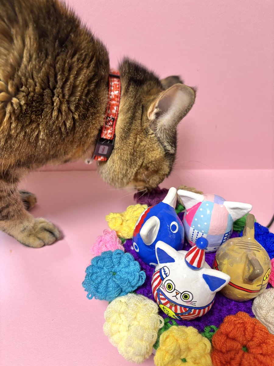 ねこちゃ出品 𓃠猫၈集会場𓃠 TLに猫画像ゆるり流れる𝕏コミュニティより 今日の