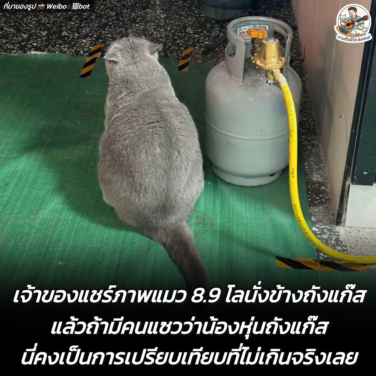 ตามติดชีวิตAnimal tweet media