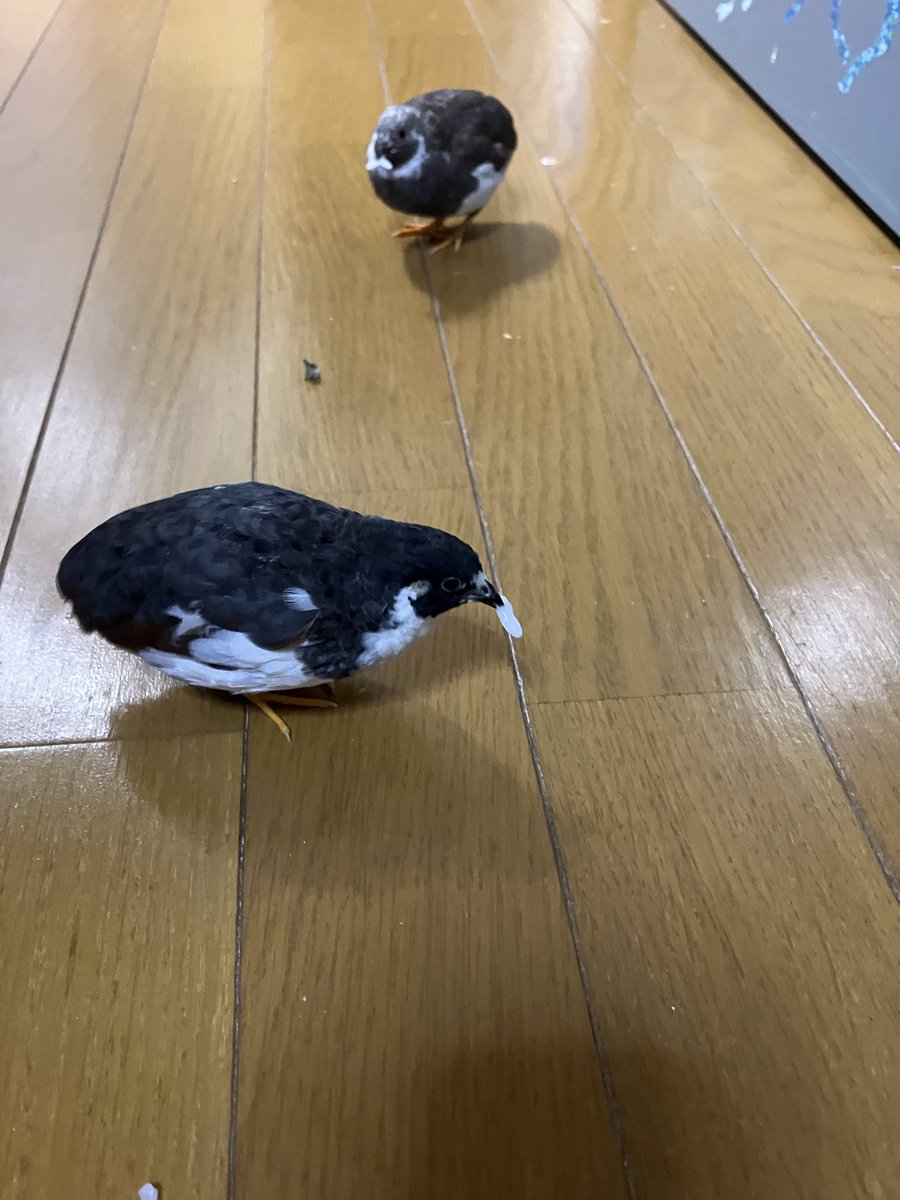 確認ଘ(੭ˊ꒳​ˋ)੭✧★♡ 福井初日無事終了〜 好き？