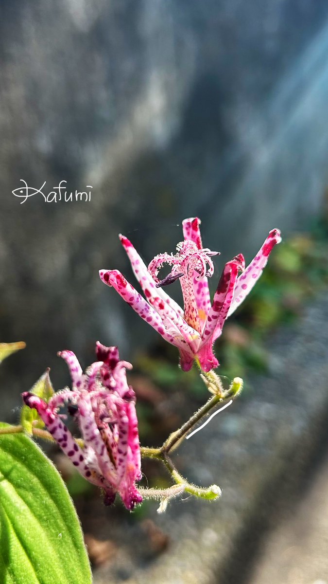 🌷ひるのいちまい🌷 【花の名前】：ホトトギス （杜鵑草） 【開花時期