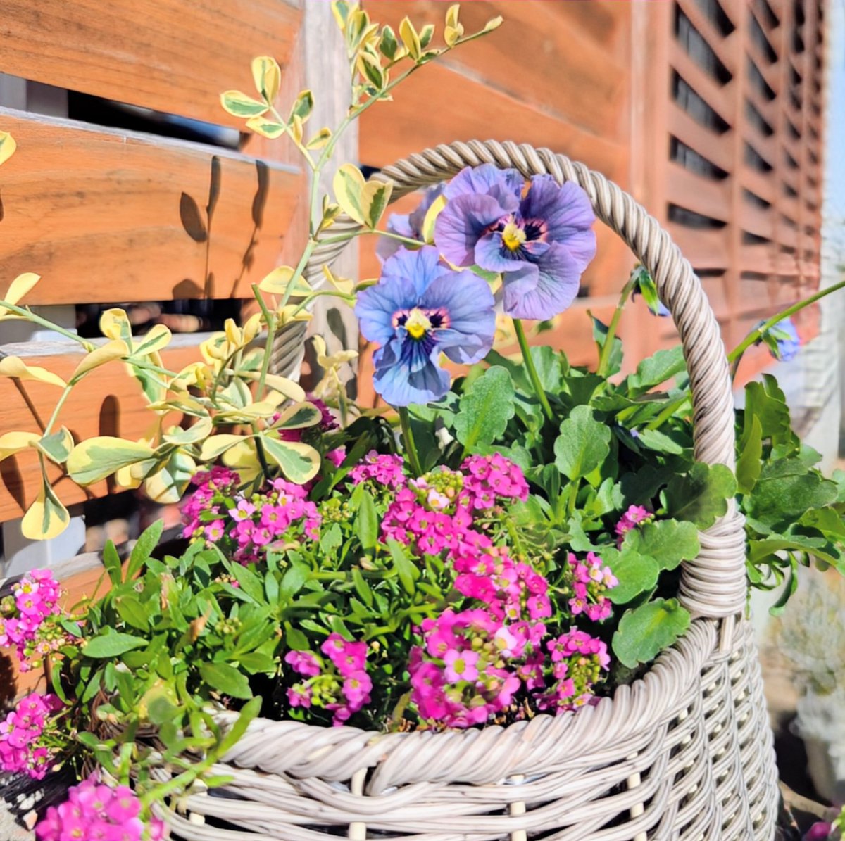 KackyLien's tweet photo. 少し体調も戻って来たので、久しぶりの #花屋さん巡り
へへへっ、これまでの我慢が爆発して沢山買っちゃいました
#寄せ植え もぼちぼちつくったので、少しづつ写真に残します

#ビオラ狩り #ときめきビオラ #レディ #ガーデニング #レジン作家 #ドライフラワー #レジンアクセサリー https://t.co/ry9tuUJBA4