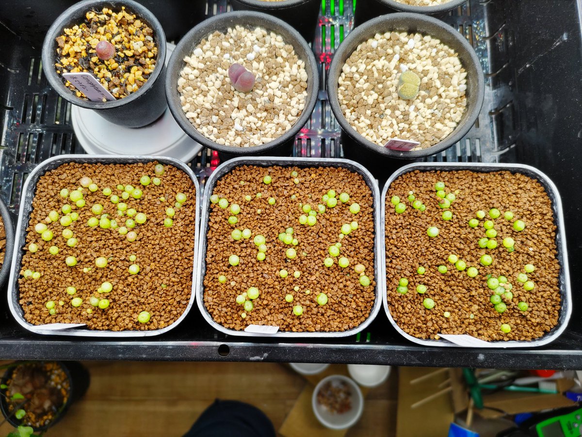 conocono (@Hiro_SUDO) / Posts / X