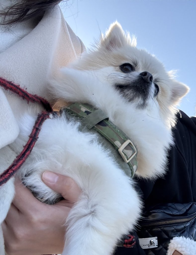 pomenopon's tweet photo. お出かけしてきました🐶
#ポメラニアン https://t.co/happG3hVi5
