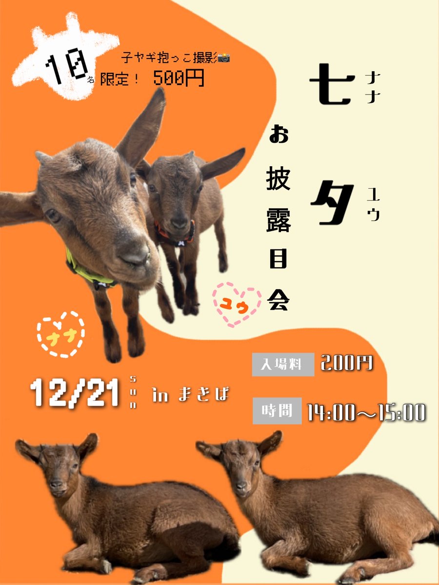 satsukiyama_zoo's tweet image. 🐐イベントのお知らせ🐐

12月21日にナナ＆ユウのお披露目を行います📣

先着10名様限定で子ヤギと写真が撮れるチャンス🤍

飼育員撮影のチェキも販売予定👀
皆様のご来場お待ちしております🌱

※当日11時の時点で雨天が予報されている場合は12月27日(土)に変更となります。

＃五月山動物園