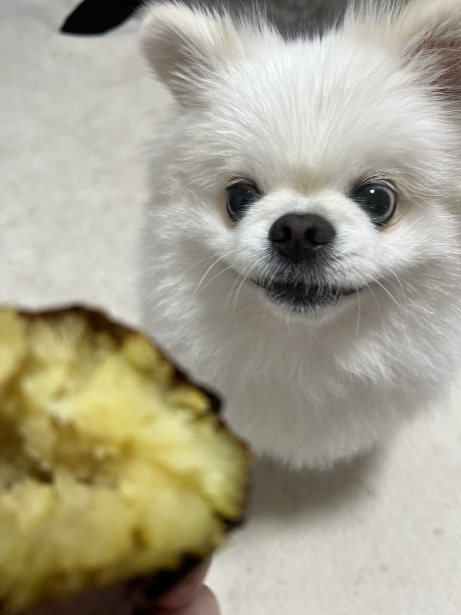 ぷてぃかわ(ポメペキ⭐︎3歳) tweet media