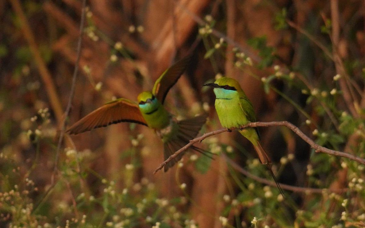 Weekly dose of my #Photography 📷 .

Have a #HappySunday 😊.

#Birds 
#Nature 
#BirdWatching
#BirdPhotography