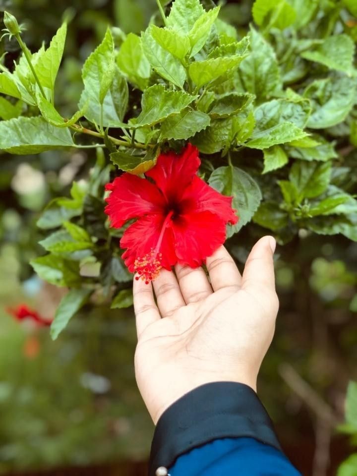 SbnSodanap65364's tweet photo. Just touched the beauty of a red hibiscus 🌺✨ #Hibiscus #RedFlower #NatureVibes #BloomingBeauty #FlowerPower #Garden #NatureLovers #InstaFlower #FloralMagic 🚀👀 https://t.co/oKpoK7QeK2