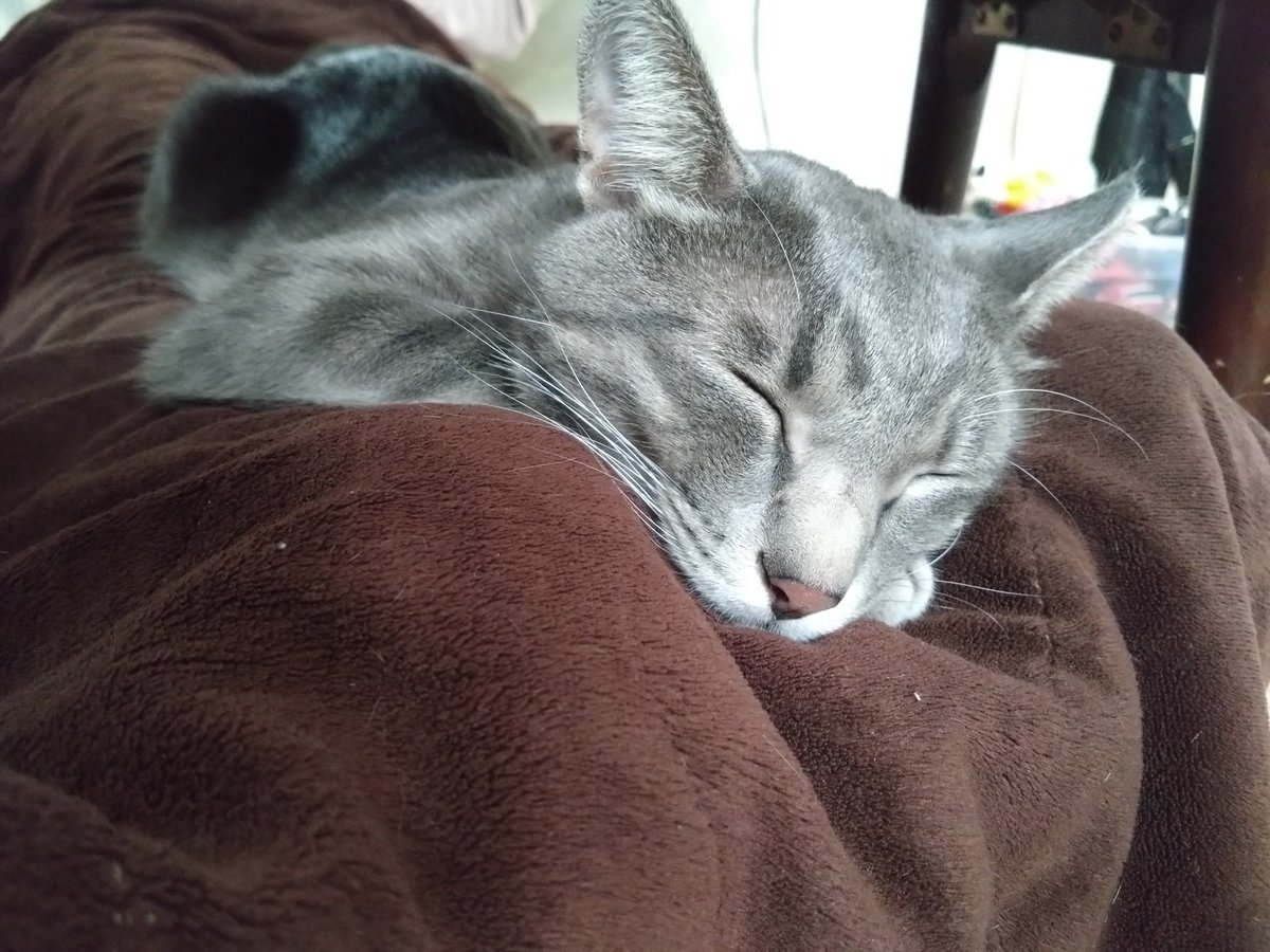 猫、飼い始めました (@D21nyankoro) / Posts / X