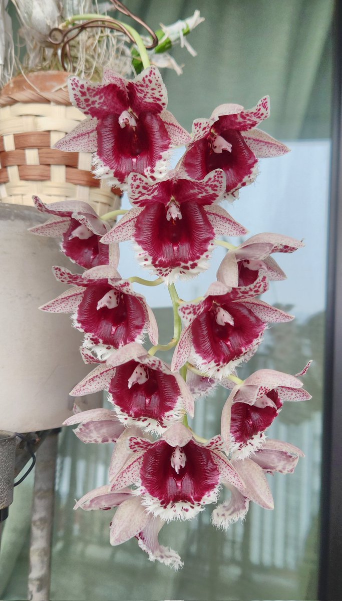 Clowesetum Penang Waltz ペナンワルツ 洋ラン タケノコ蘭 K