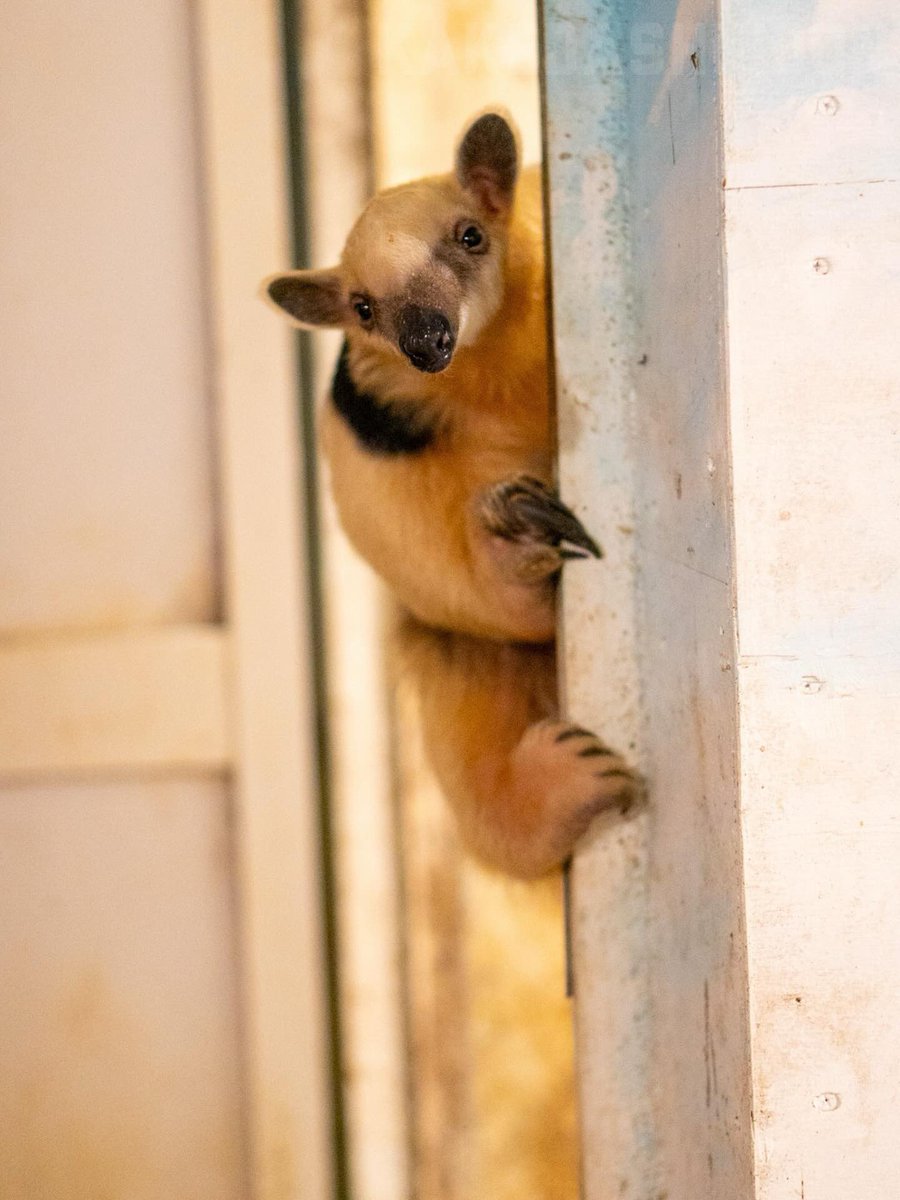 （今なら脱走しても、バレへんか……）

📷20251108 #伊豆シャボテン動物公園 #ミナミコアリクイ