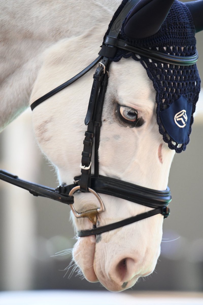 What the fuck, it looks majestic