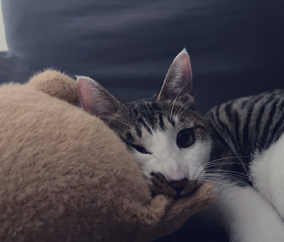 짜부러졌음... 안불편하니...?