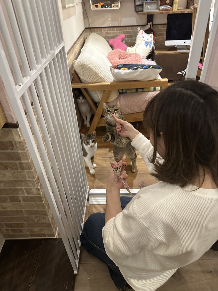 にゃんこカフェ(譲渡型保護猫カフェ) (@nyankocafe22) / Posts / X