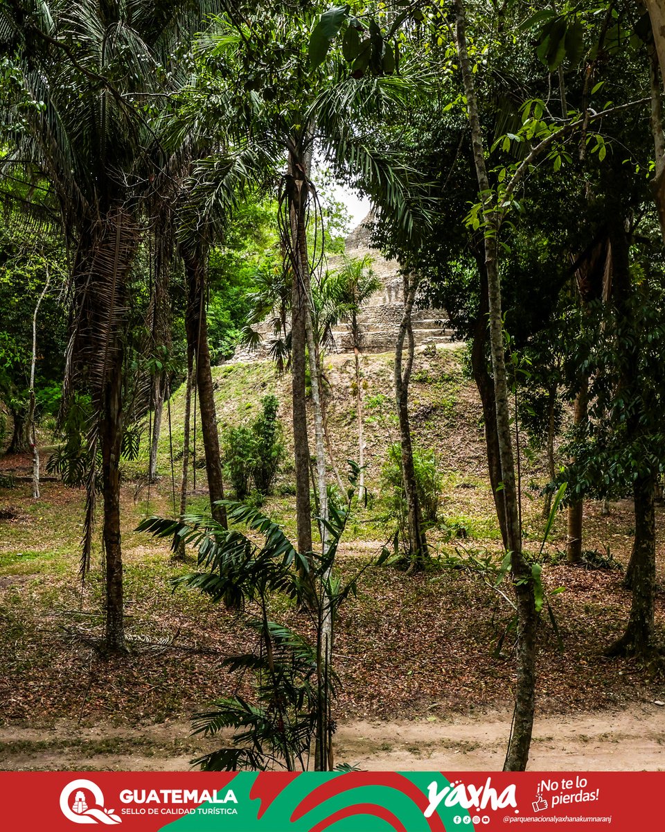 Un vistazo al pasado entre los árboles. 👀✨

En Naranjo Sa'al, la ciudad antigua se revela paso a paso frente a ti. 🏛️🌿 Una experiencia auténtica para los amantes de la selva y la arqueología.

#NaranjoSaal #NoTeLoPierdas #OrgulloGuatemalteco #YaxhaNakumNaranjo