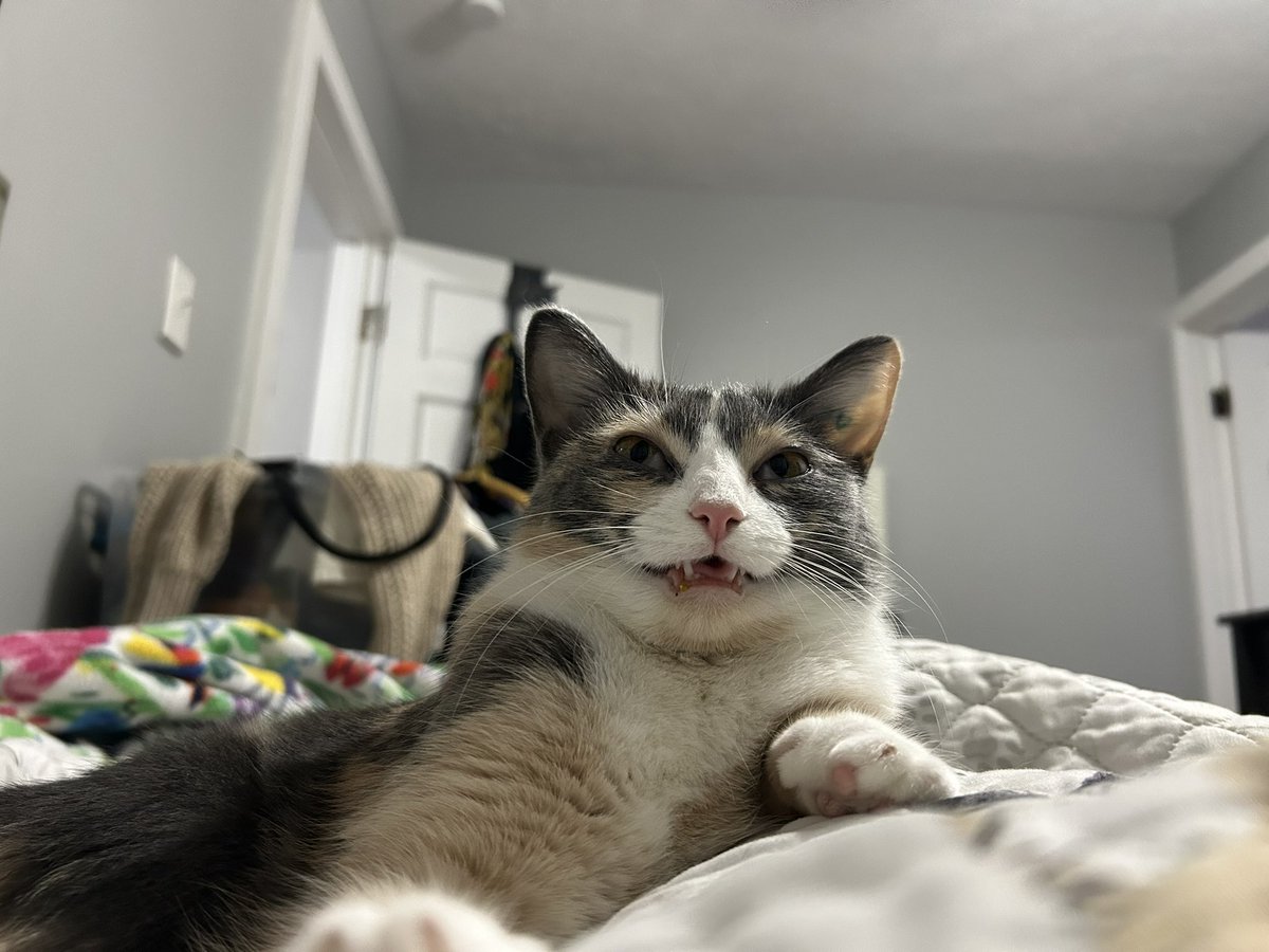 oreoeocat's tweet image. Gabbing that pentin