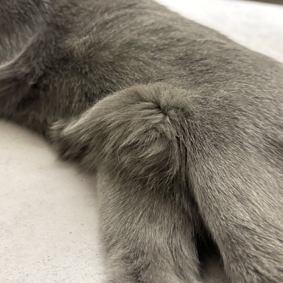 ロシアンブルーのシアン🐈‍⬛ (@kana_cosme123) / Posts / X