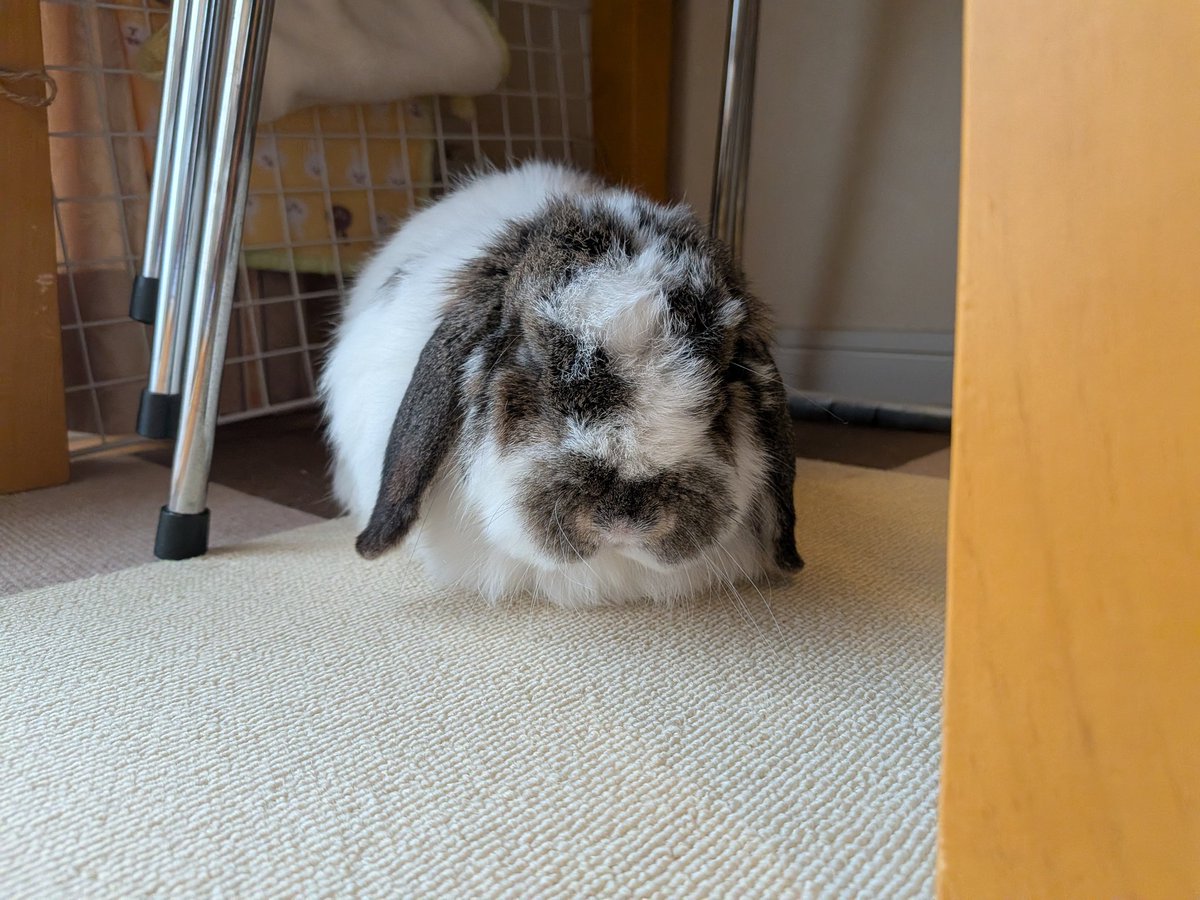 もも♀🍑@うさぎパパ (@momorabbit21) / Posts / X