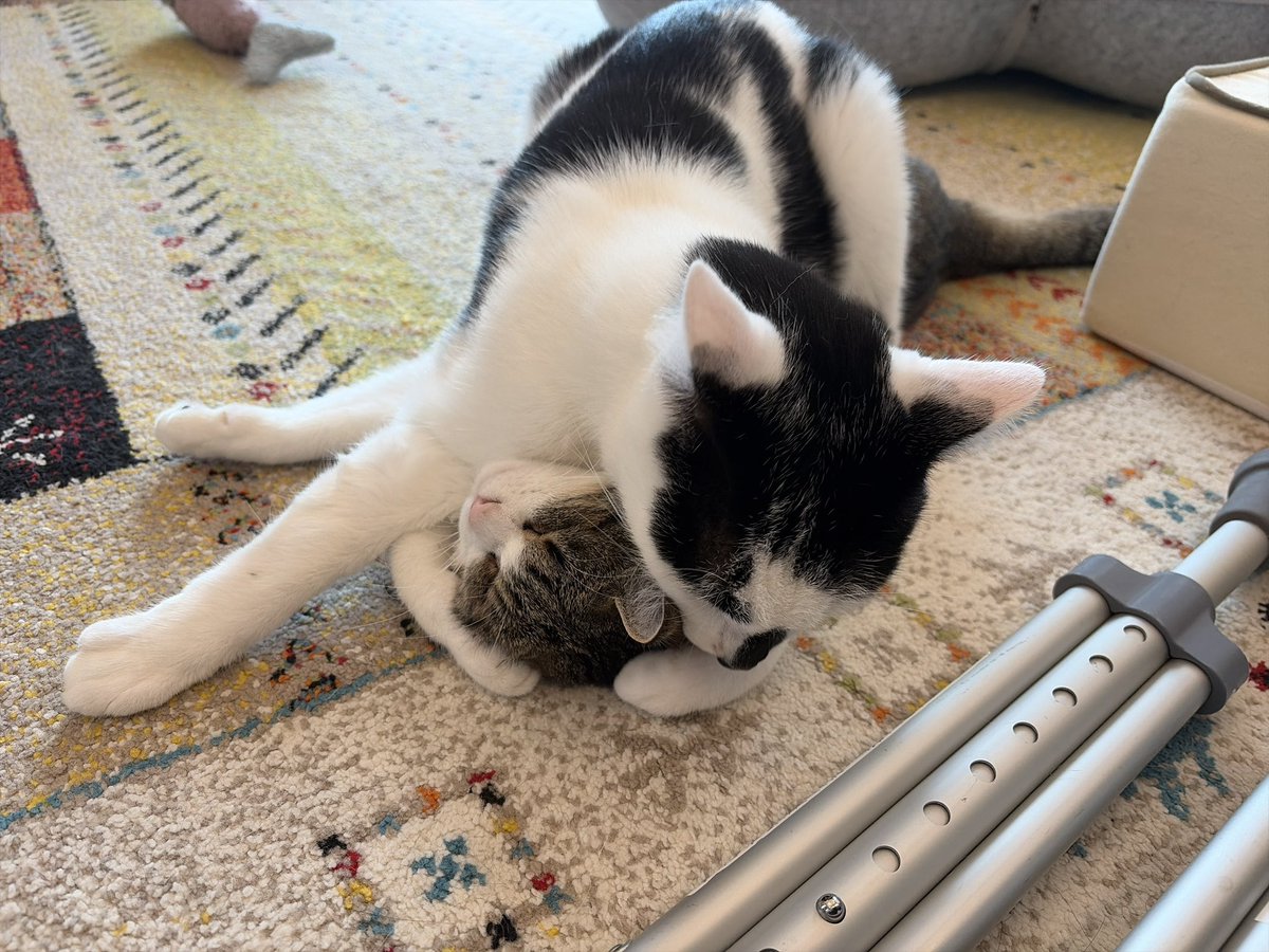 ちょこさん@よりめのはちくん。のママ (@chocosan_yorime) / Posts / X