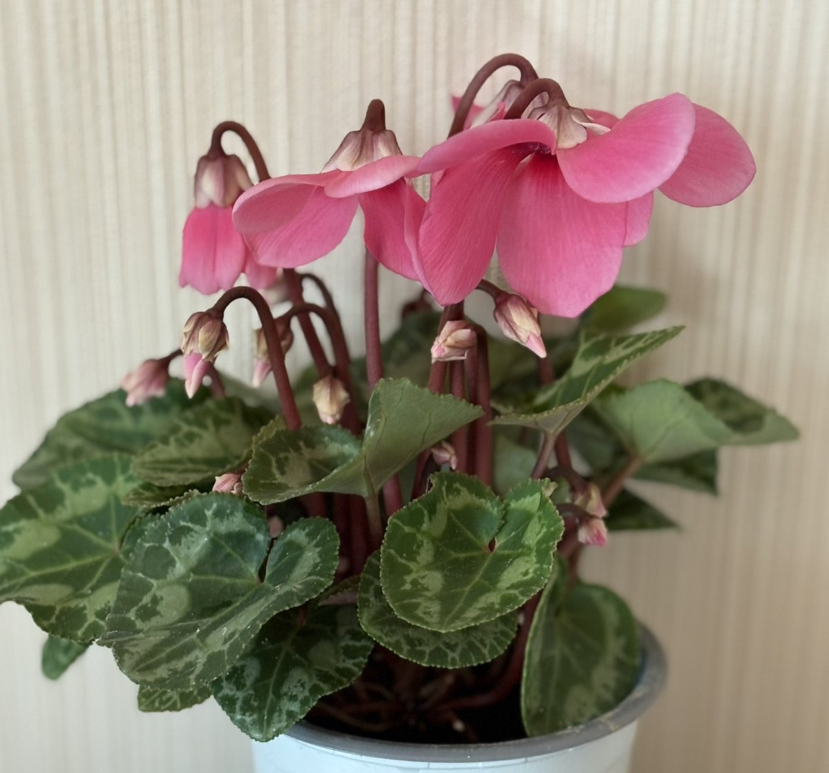 Nature Plants_hana_ Community on X - 311 Members