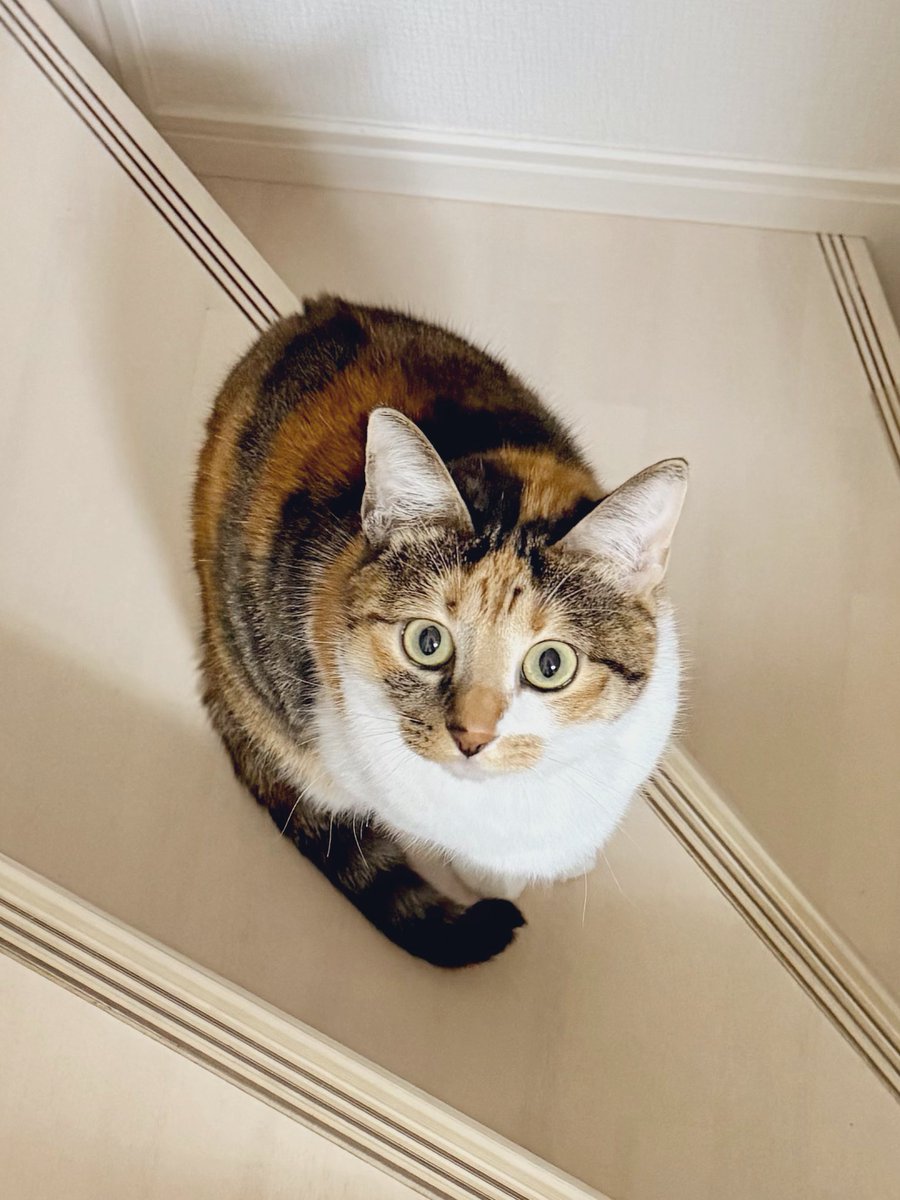 三毛猫こはくの部屋 (@mikenokohaku) / Posts / X