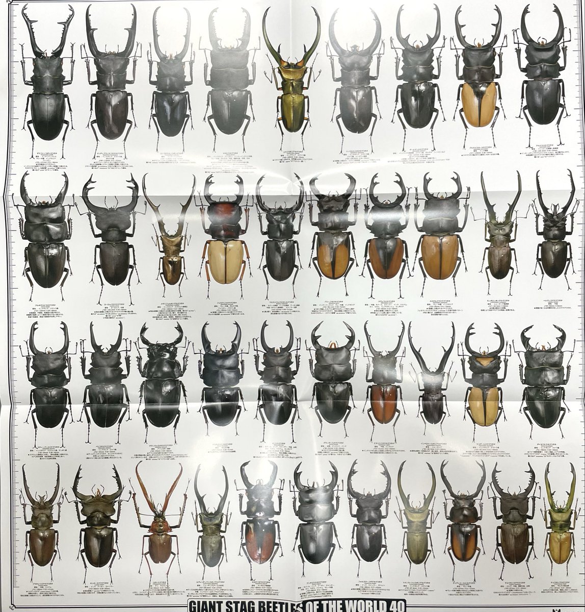 オオクワモンスター (@monster7_com) / Posts / X