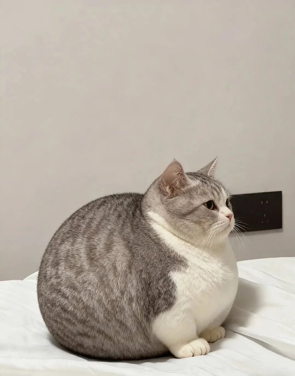 球体になってた猫見て