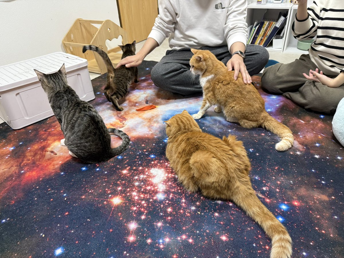 猫カフェ🪐猫の惑星にゃーくる (@nyacle_neko) / Posts / X