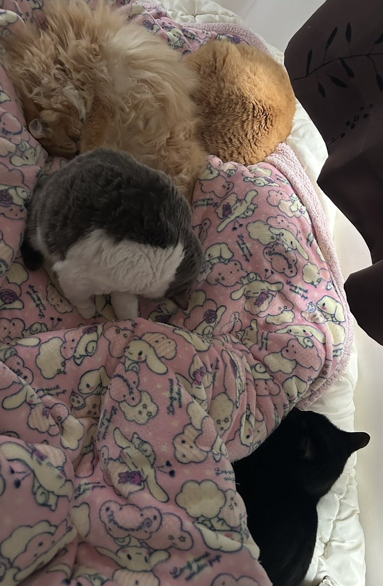 rekonasu's tweet photo. 今日は全猫居た https://t.co/8ehZyd3IhU