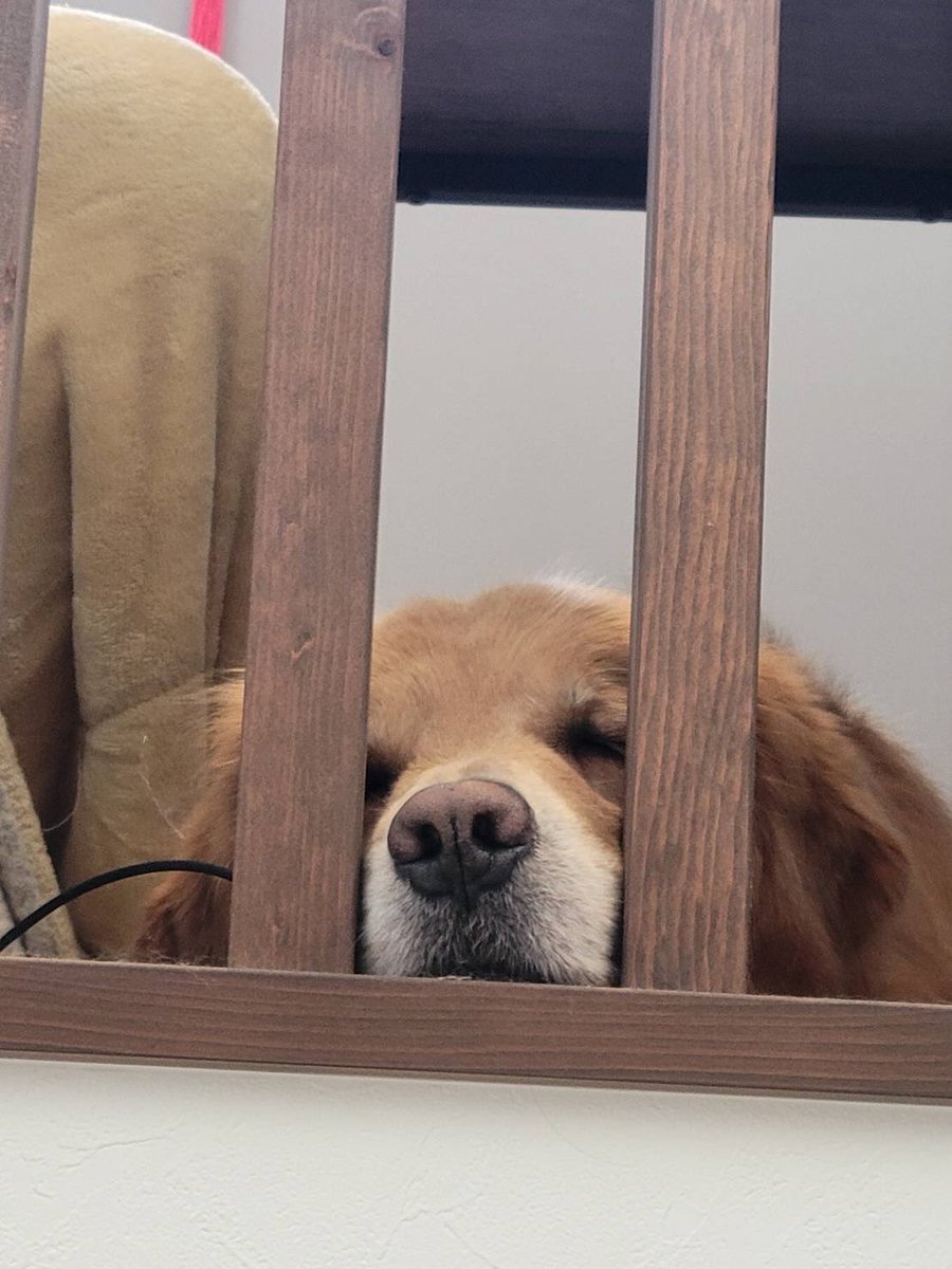 ボクはつまらんぞって ママに訴えてます。 #ゴールデンレトリバー #犬