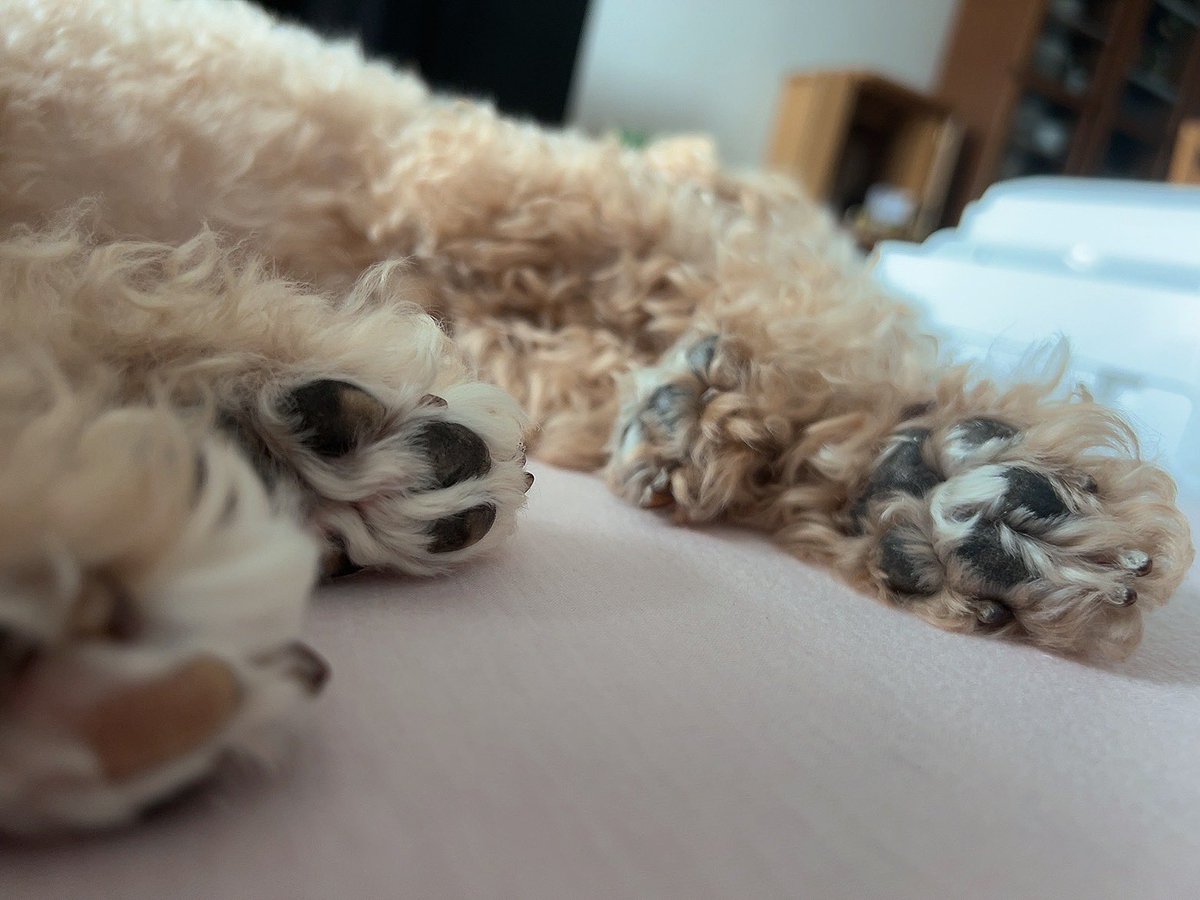 すかぽんたん.@Vtuber (@__Sukapon) / Posts / X