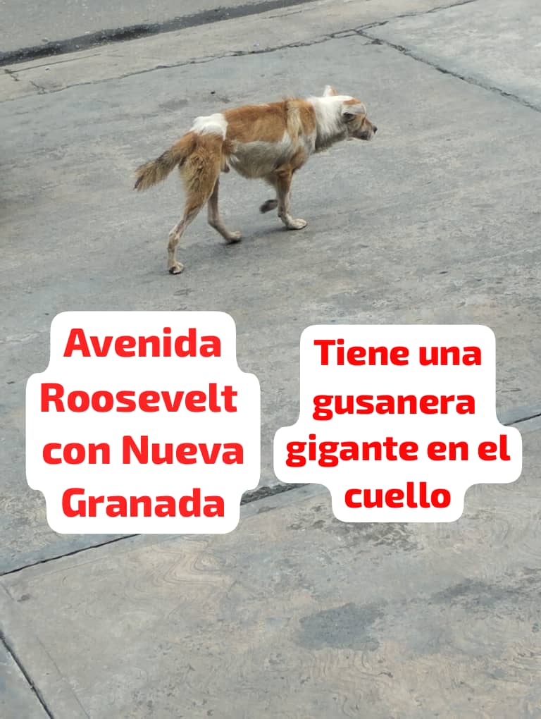 Difundo. Reportan a este perrito que tiene una gusanera gigante en el cuello, deambula por la Avenida Roosevelt, lo vieron por el elevado que atraviesa la Avenida Nuva Granada, cerca de la Clínica Atias.
Necesita AYUDA URGENTE.
Contacto: 👇🏼
0426-1054062