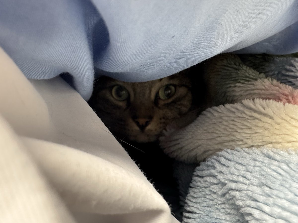 寒いにゃ～(´；ω；｀)