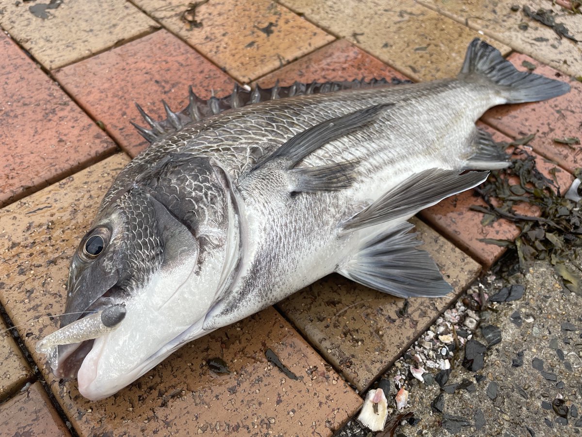 おーちゃん (@Ohchan_sub) / Posts / X