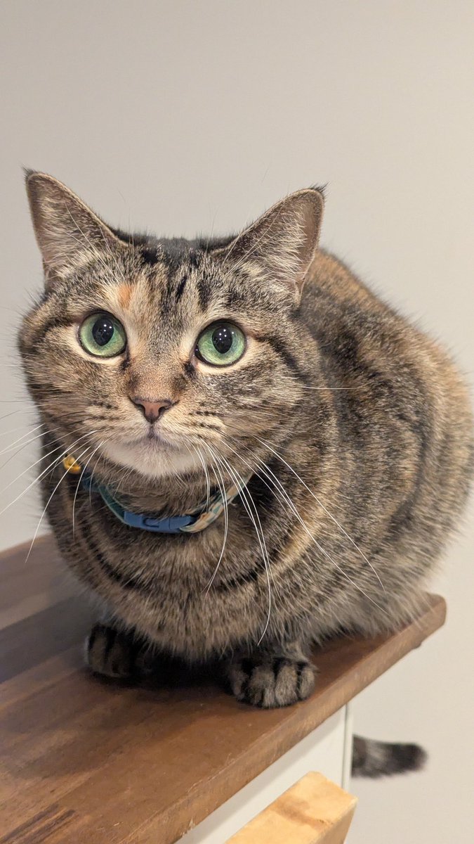 PEKO (@ab_peko) / Posts / X