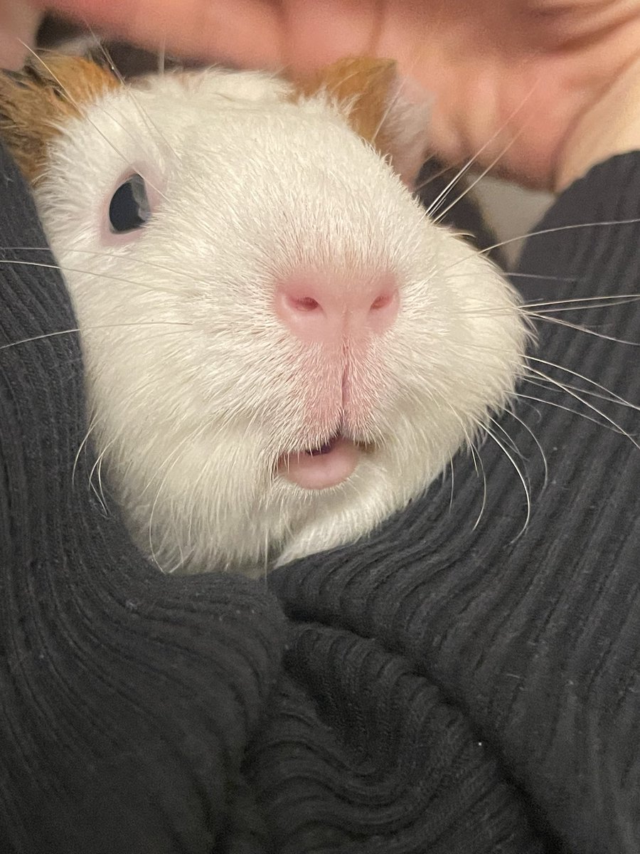 Bubu & Bebe ぶぶとべべ tweet media