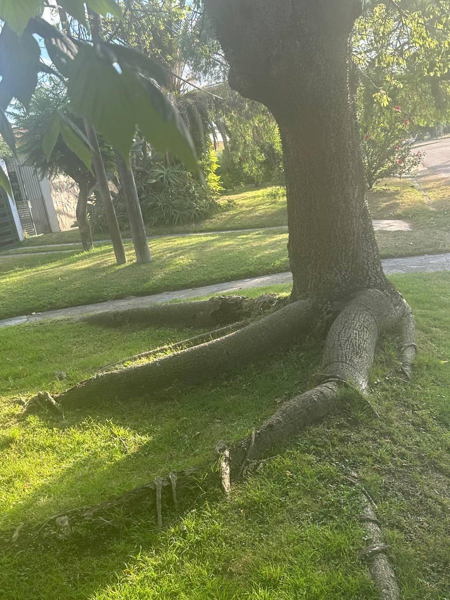Внимание! Была замечена большая древесная птичья лапа! 

Спасибо за внимание.