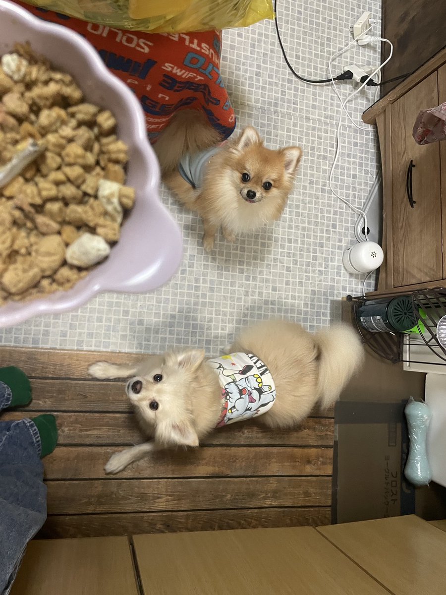 ポメチワちゃちゃ丸🐶ポメてんてん🐶 (@YXnPWYHjZF9aiKw) / Posts / X