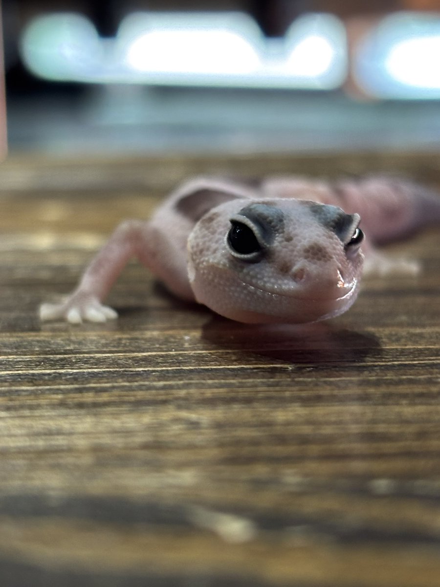 RESERVOIR.exotics (@Reservoir_ex) / Posts / X